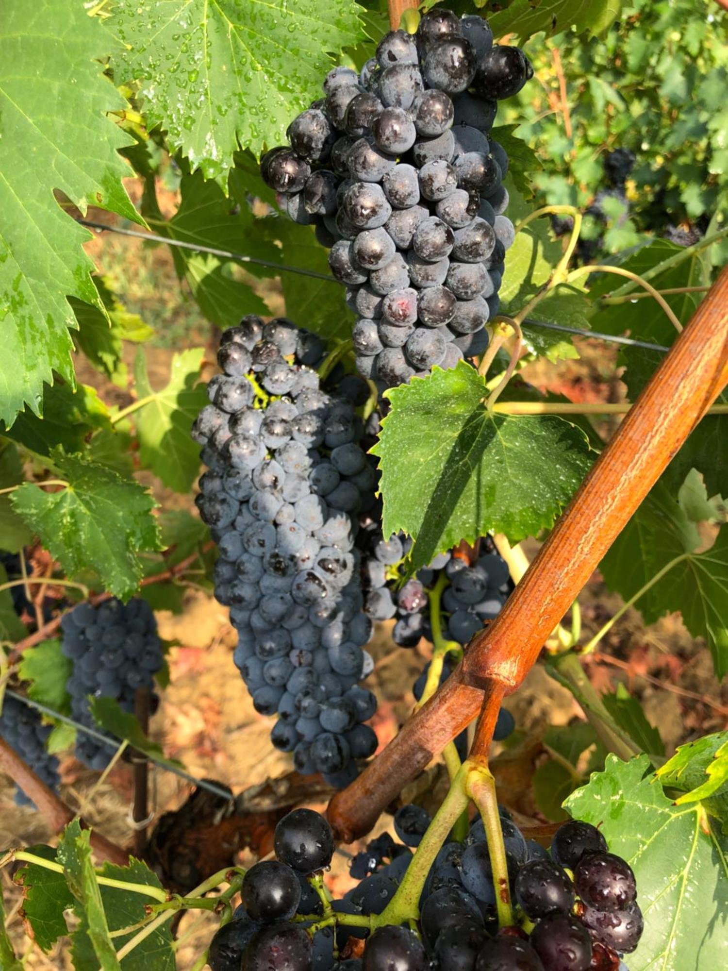 Agriturismo La Posta Reale 菲博基堡 外观 照片
